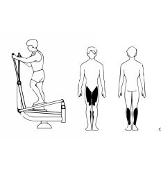 Vélo elliptique muscles sollicités