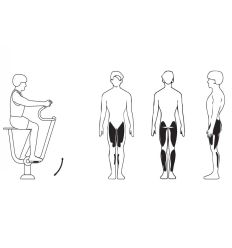 Vélo fitness muscles sollicités