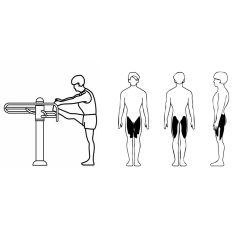 Muscles sollicités avec le module d'étirement