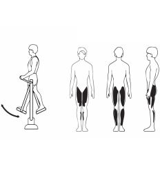 Marcheur fitness extérieur muscles sollicités