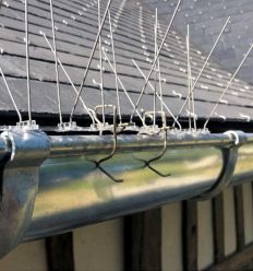 Clip inox utilisé pour fixer les pics anti-pigeon sur une gouttière