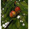 Filet anti moineau sur arbre fruitier
