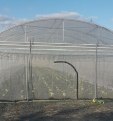 Installation du filet anti insecte sur serre