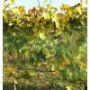 Filet anti grele pour vigne