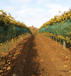 Filet anti grele vigne