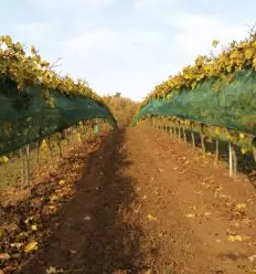 Filet anti grele pour vigne