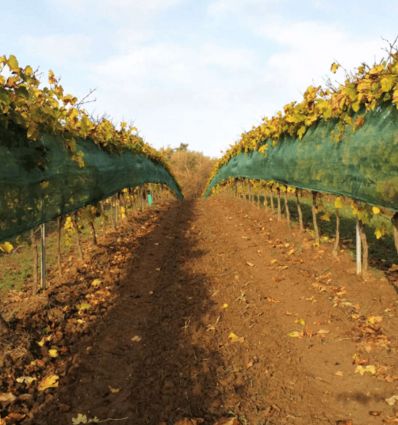 Filet anti grele vigne