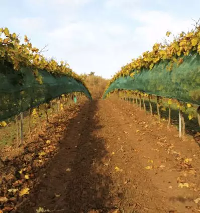 Filet anti grele vigne