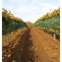 Photo : Filet anti grele pour vigne Vert