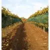 Filet anti grele vigne