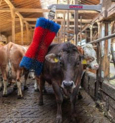 Brosse Vache Pendulaire en Situation
