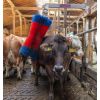 Brosse Vache Pendulaire en Situation