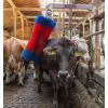 Brosse Vache Pendulaire en Situation