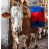 Brosse a Vache Electrique Situation