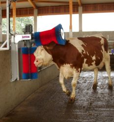 Brosse a Vache Electrique Double en Situation