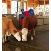 Brosse a Vache Electrique en Situation 