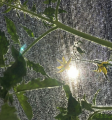 Filet ombrage culture à bandelette protection à 80% contre la lumière