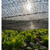 Filet d'ombrage pour culture à bandelette 55% posé sur culture