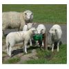 Abreuvoir niveau constant moutons