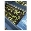Nappe chauffante horticole sous plants