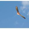 cerf volant effaroucheur faucon avec mat 5 m