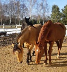 Dalle anti boue paddock chevaux