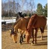Dalle anti boue paddock chevaux