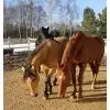 Dalle anti boue paddock chevaux