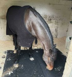 Matelas de box cheval pour compétition