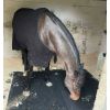 Matelas de box cheval pour compétition