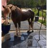 Dalle caoutchouc pour zone de douche pour chevaux