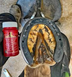Hoof solution Kevin Bacon's