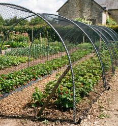 filets pour jardin contre les oiseaux ravageurs