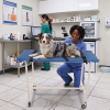 Brancard animaux veterinaire