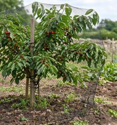Filet sur arbre fruitier maille 22 mm