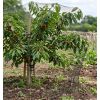 Filet sur arbre fruitier maille 22 mm