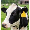 Vache avec boucle identification jaune