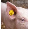 Boucles d'oreilles boutons pour elevage