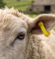 Mouton avec boucle identification jaune