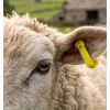 Mouton avec boucle identification jaune