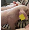 Boucle extra-large pour porc