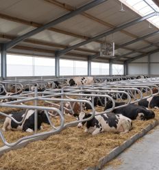 Logette Confort Patura vache