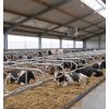 Logette Confort Patura vache
