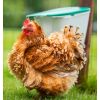 Mangeoire pour poule à suspendre